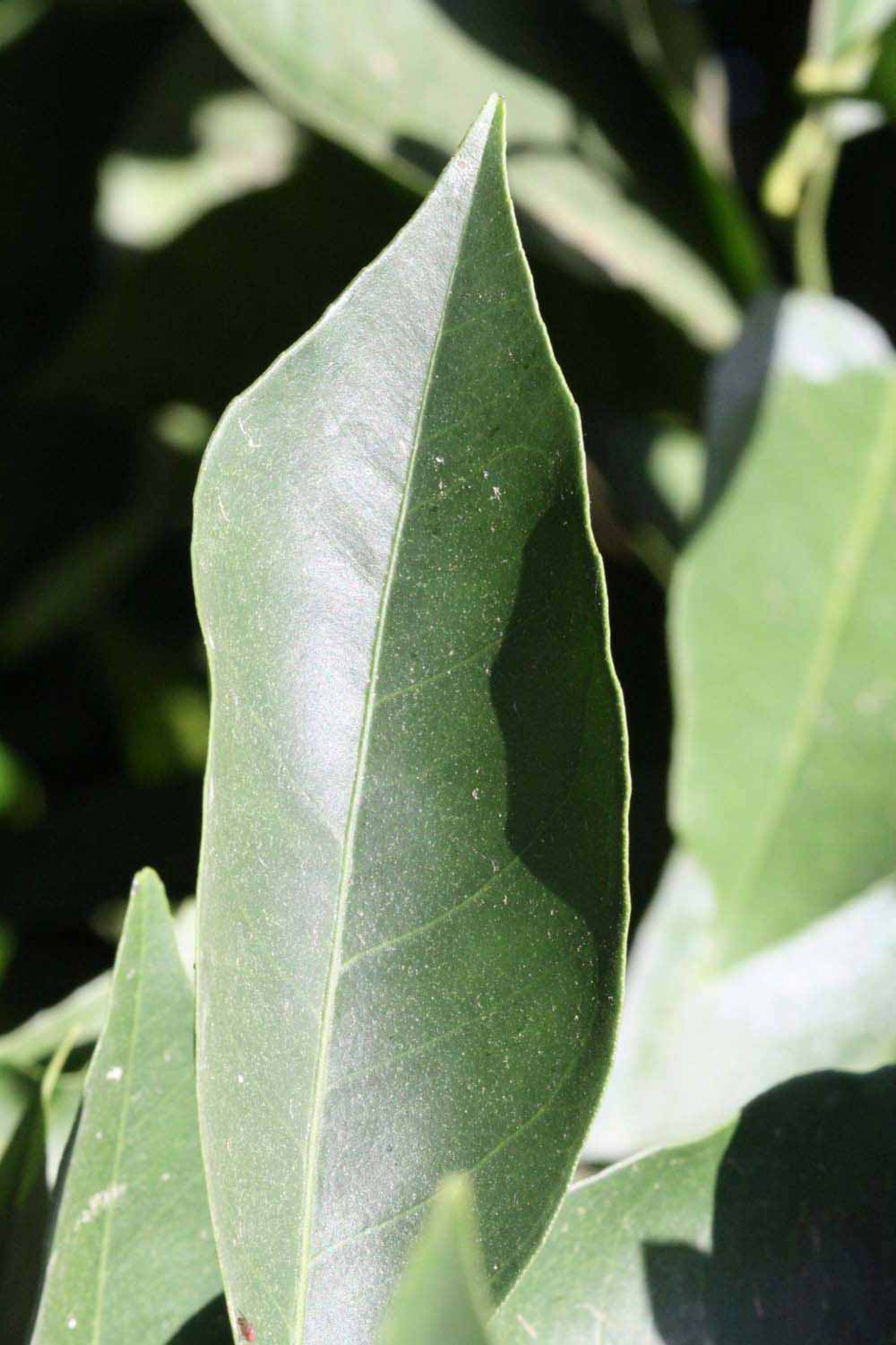              Margin (Riverside, CA)       